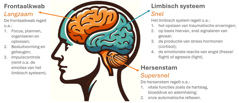 Menselijk brein en stress